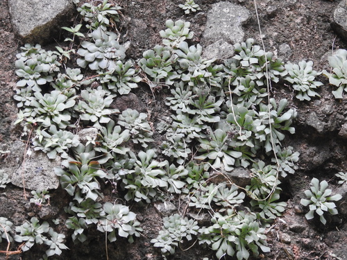 Graptopetalum sinaloensis