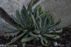 Dudleya virens insularis
