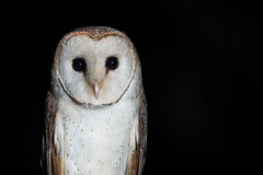 Eastern Barn Owl photo 3