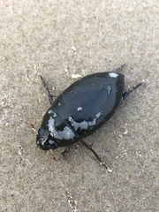Hydrophilus insularis