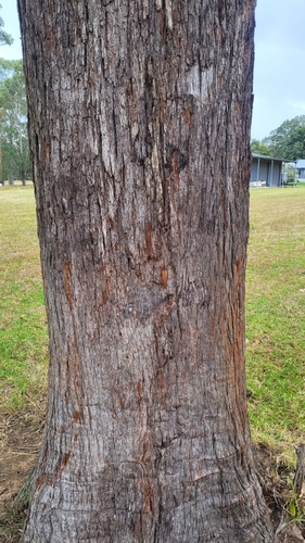 Image of Eucalyptus scias by (c) Eamonn Culhane, some rights reserved (CC BY)