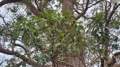 Image of Eucalyptus scias by (c) Eamonn Culhane, some rights reserved (CC BY)