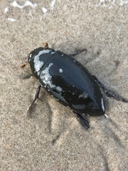 Hydrophilus insularis