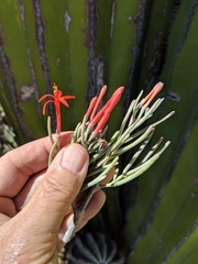 Psittacanthus sonorae