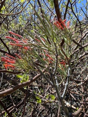 Psittacanthus sonorae