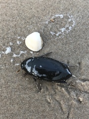 Hydrophilus insularis