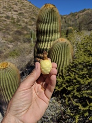 Ferocactus diguetii