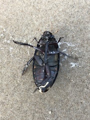 Hydrophilus insularis