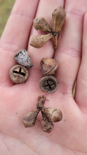 Image of Eucalyptus scias by (c) Eamonn Culhane, some rights reserved (CC BY)