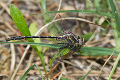 Phanogomphus oklahomensis