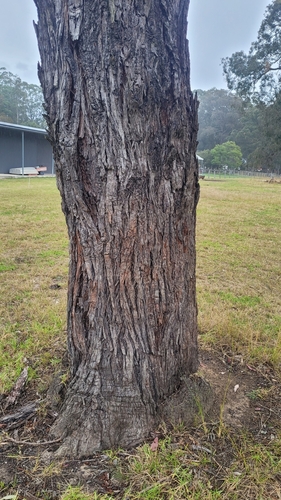 Image of Eucalyptus scias by (c) Eamonn Culhane, some rights reserved (CC BY)