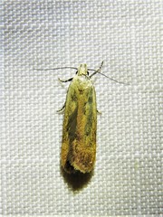Anacampsis fullonella