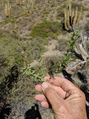 Euphorbia magdalenae