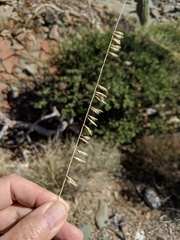 Bouteloua reflexa