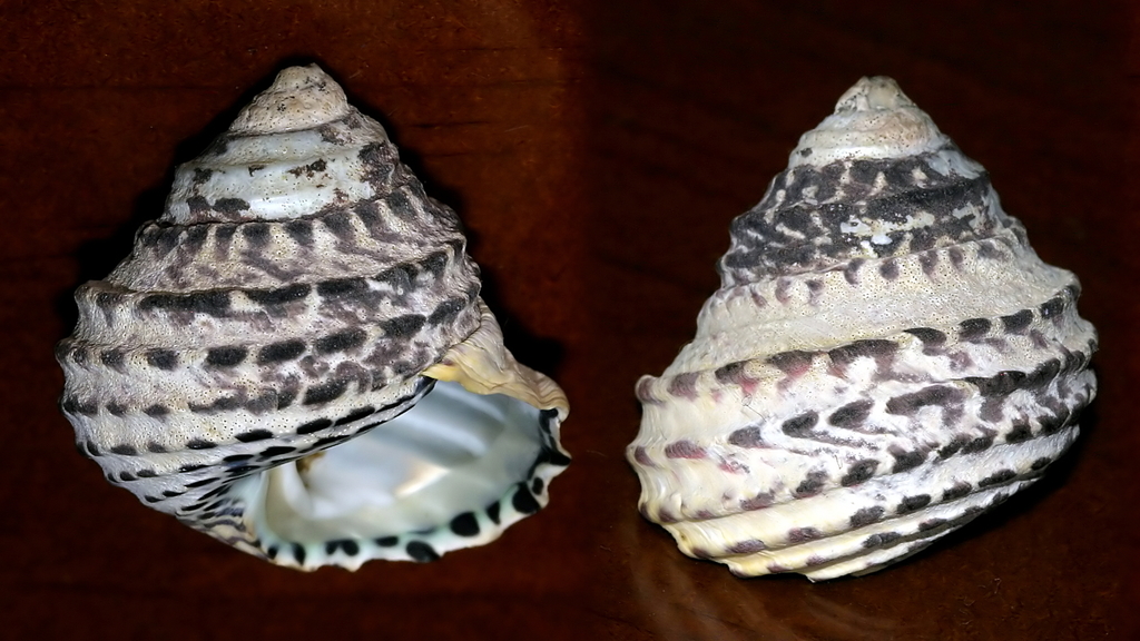 Austrocochlea brevis