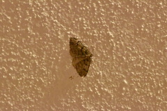 Catarhoe basochesiata