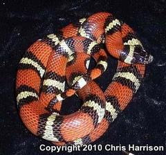 Lampropeltis gentilis