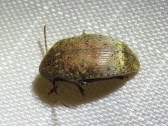 Amblycerus robiniae