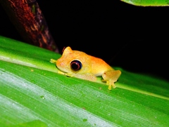 Boophis viridis