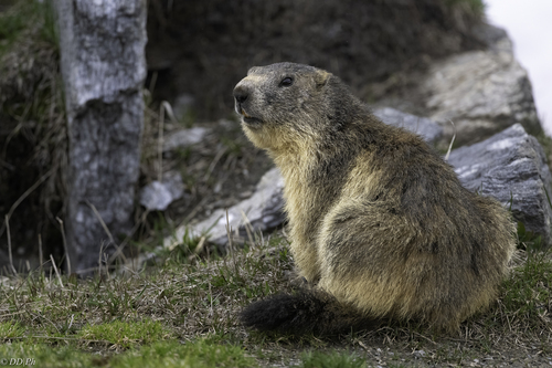 Alpine Marmot