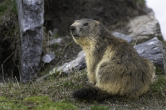 Alpine Marmot photo 3