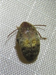 Amblycerus robiniae