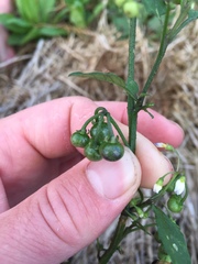 Solanum opacum
