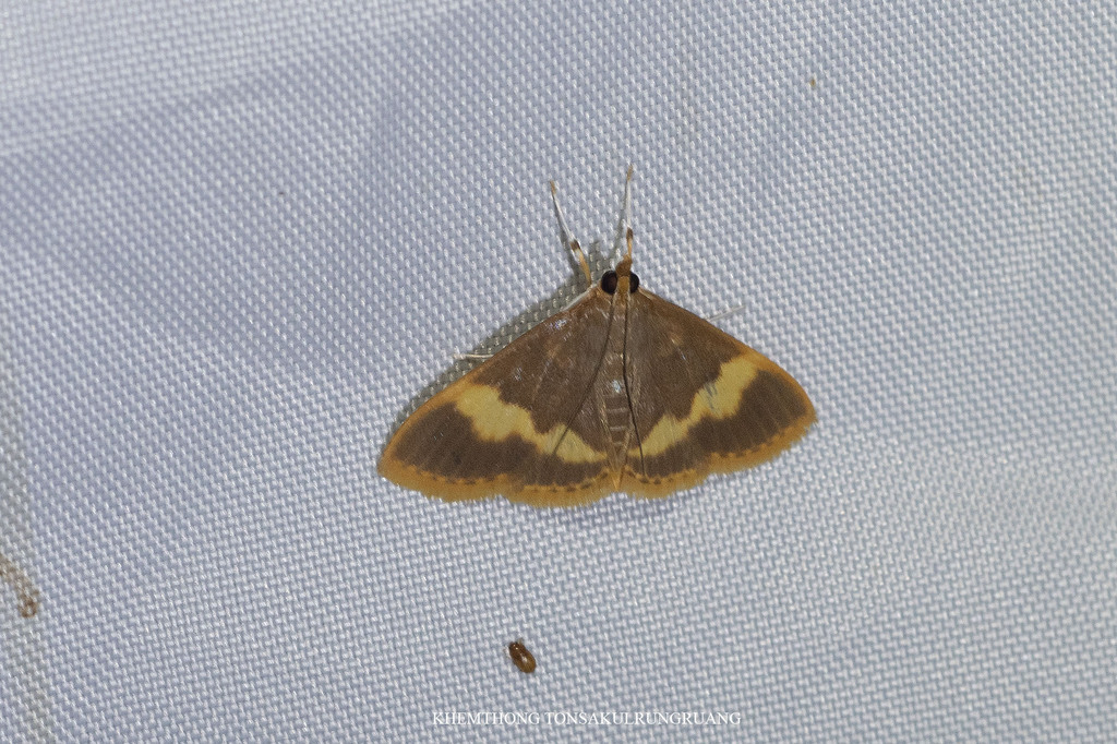 Crocidophora fasciata