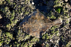 Rhombosolea tapirina