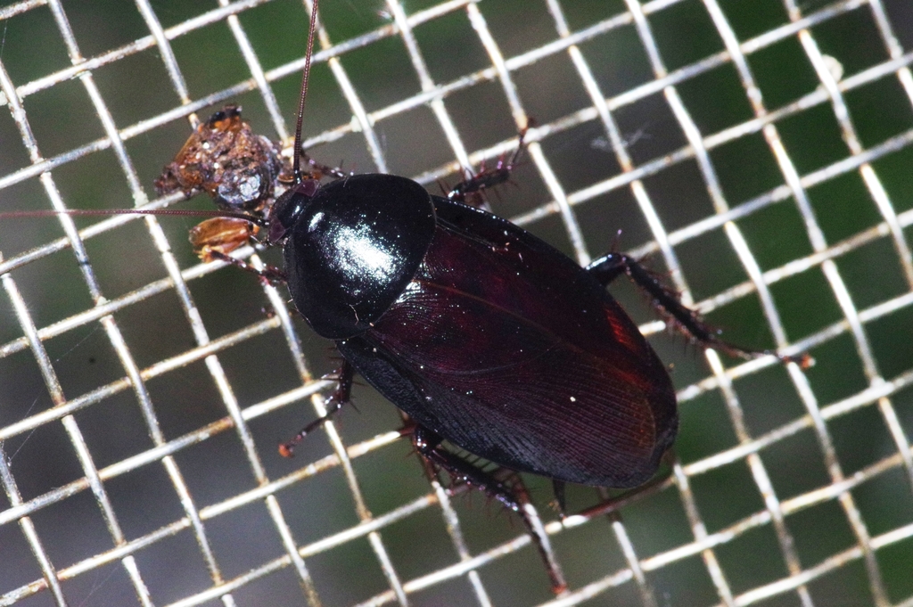 Urushi Cockroach