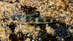 Bovichtus angustifrons