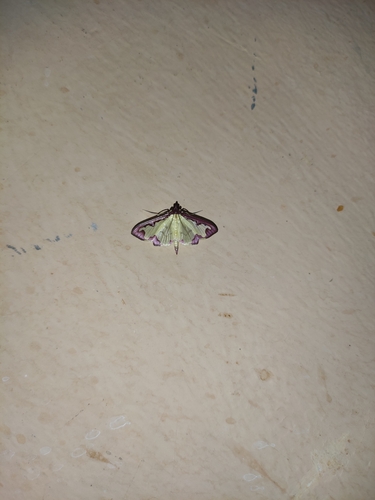 Purple-edged Pearl