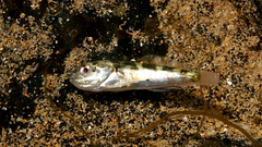 Bovichtus angustifrons
