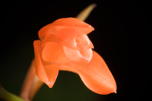 Miniata Orchid