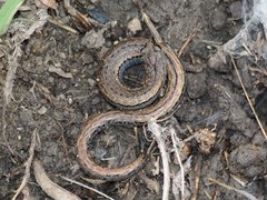 Batrachoseps gavilanensis