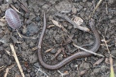 Batrachoseps gavilanensis