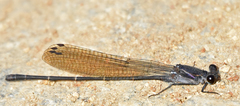 Argia tezpi
