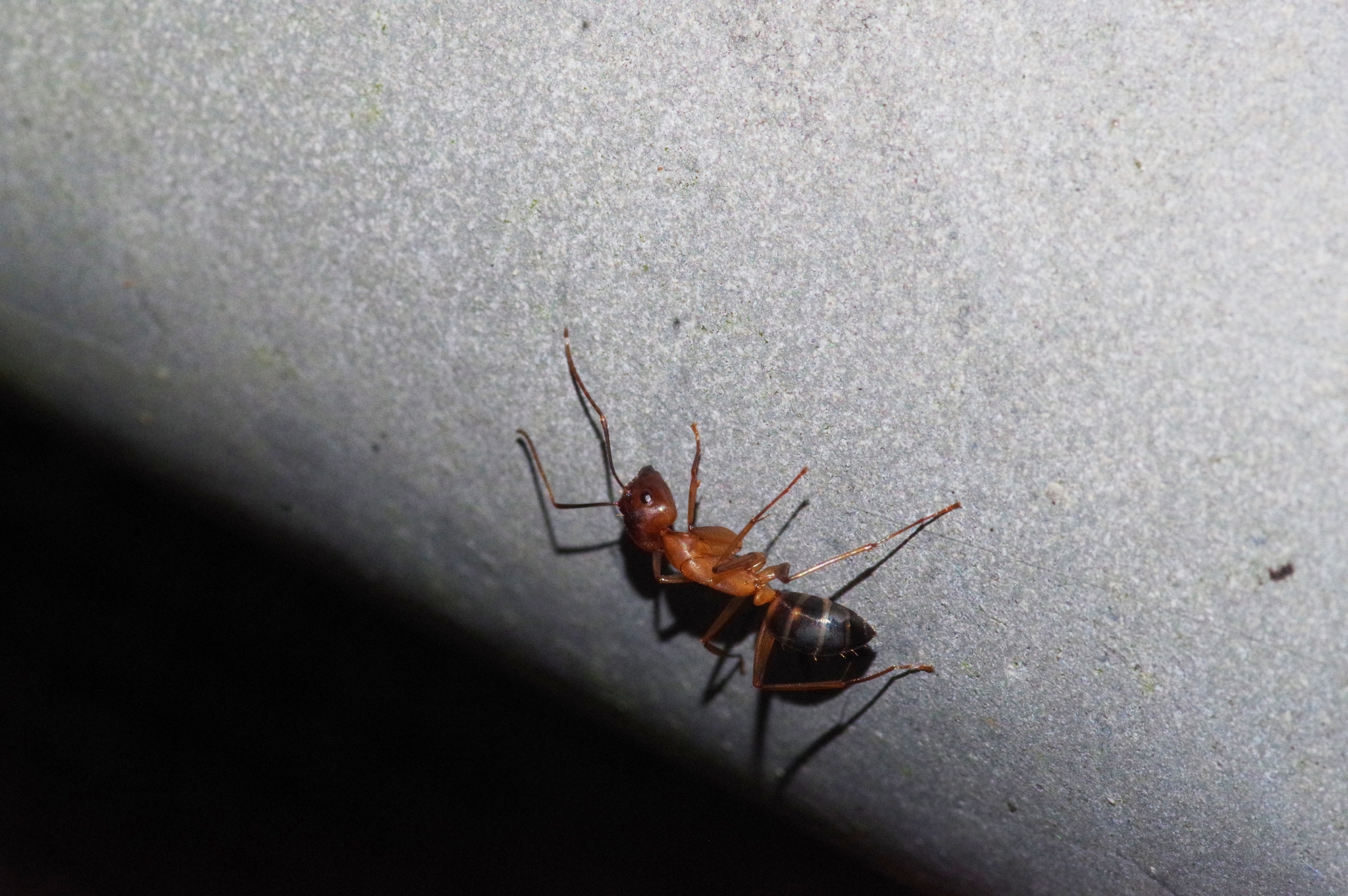 Camponotus devestivus