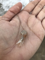 Callichirus islagrande