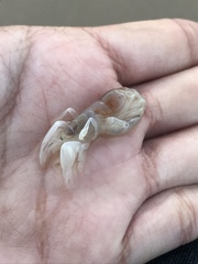 Callichirus islagrande