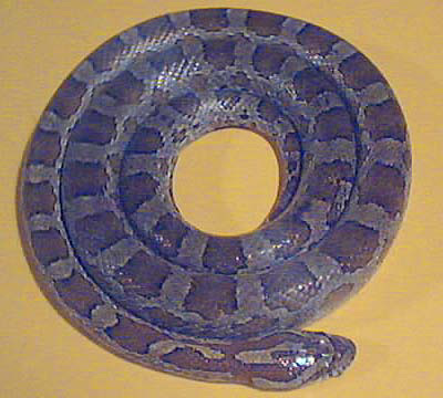 Photo of a Slowinski's Cornsnake (Pantherophis slowinskii)