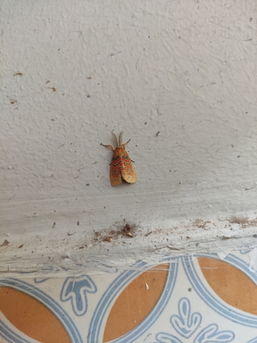 Euproctoides acrisia