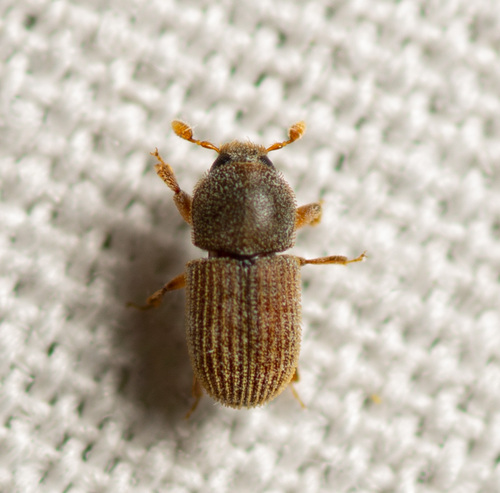 Pycnarthrum hispidum