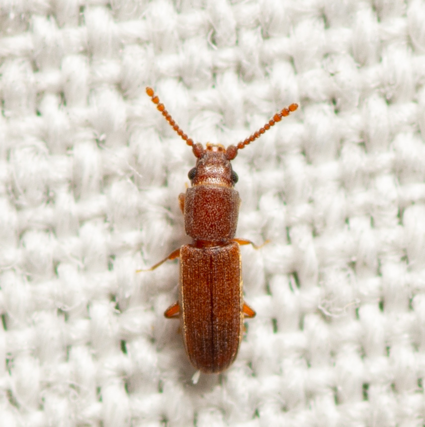 Dysmerus basalis
