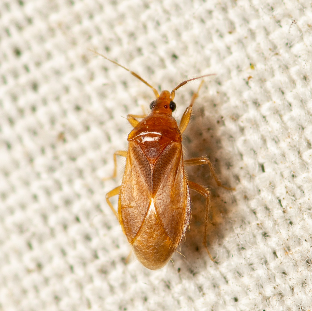 Pale Pirate Bug