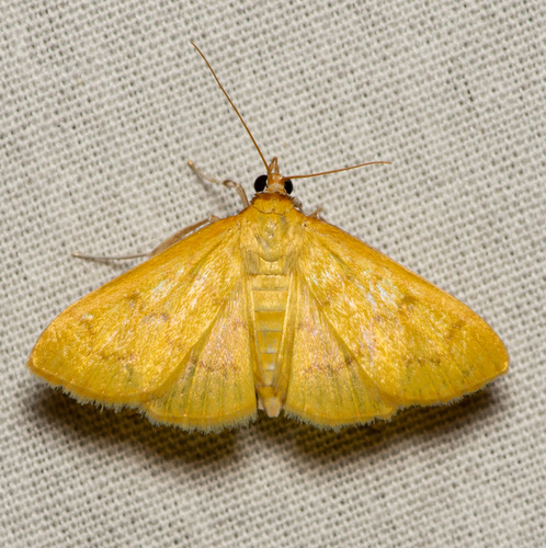 Loxomorpha flavidissimalis photo 4