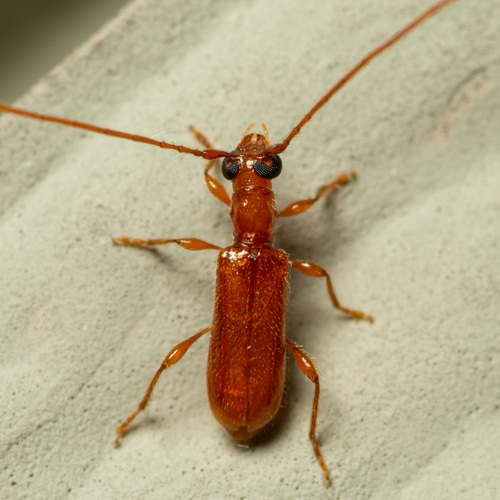 Red Longhorned Beetle