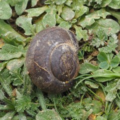 Helminthoglypta nickliniana ramentosa