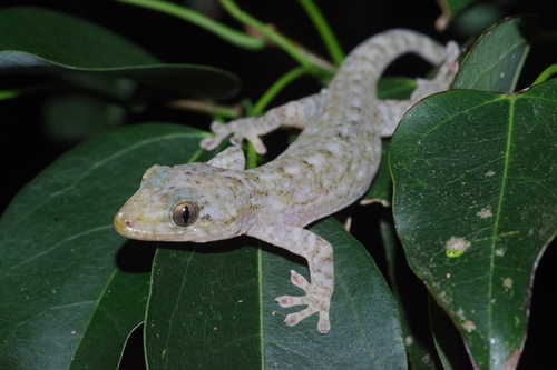 How to identify Gekko hokouensis Pope, 1928