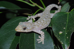 Hokou Gecko photo 3